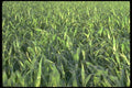 028065 Young Corn Field A4 Photo Print