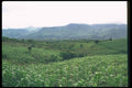 028066 Slopes Of Corn A4 Photo Print