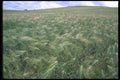 028067 Field Of Wheat Heads A4 Photo Print