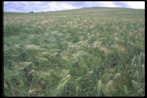028067 Field Of Wheat Heads A4 Photo Print