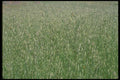 028068 Young Wheat A4 Photo Print