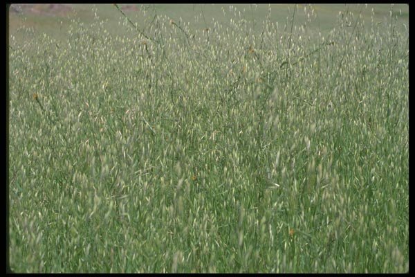028068 Young Wheat A4 Photo Print