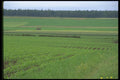 028069 Early Green Crop Field A4 Photo Print