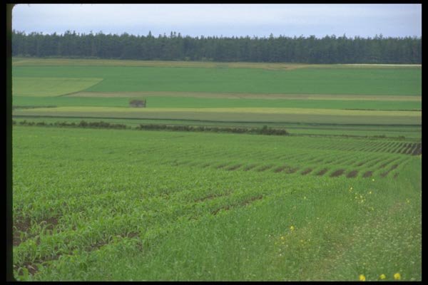 028069 Early Green Crop Field A4 Photo Print