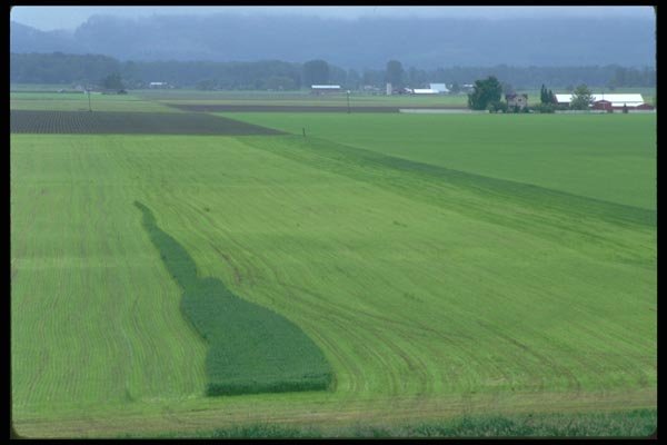 028070 Green Grain Fields A4 Photo Print