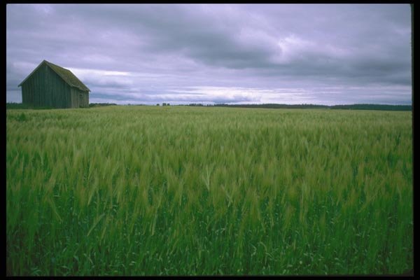 028072 Green Wheat And Barn A4 Photo Print