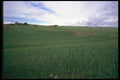 028073 Young Dryland Wheat A4 Photo Print