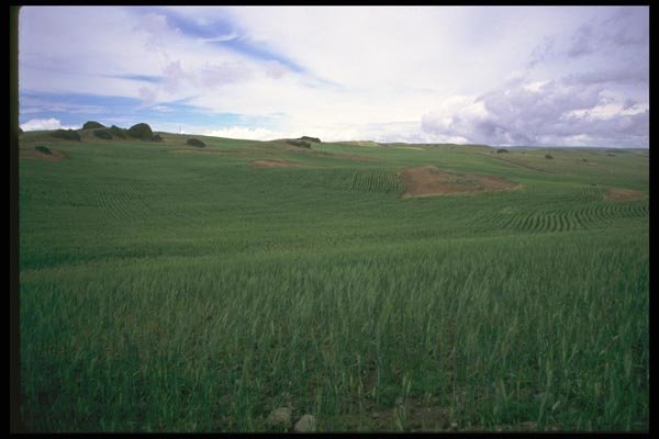 028073 Young Dryland Wheat A4 Photo Print