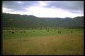 028074 Pasture With Cattle A4 Photo Print