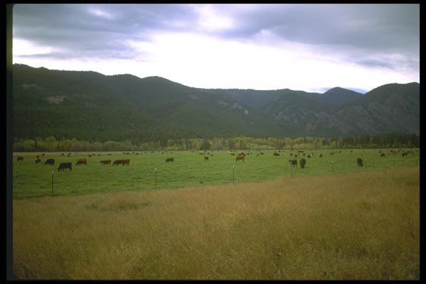 028074 Pasture With Cattle A4 Photo Print