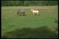 028075 Spring Horse Pasture A4 Photo Print