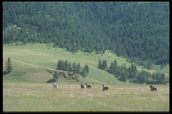 028076 Mountain Pastures With Horses A4 Photo Print