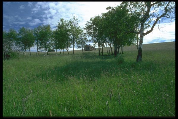 028078 Shade Trees In Sloped Fields A4 Photo Print