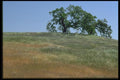 028084 Trees On Hilly Horizon A4 Photo Print