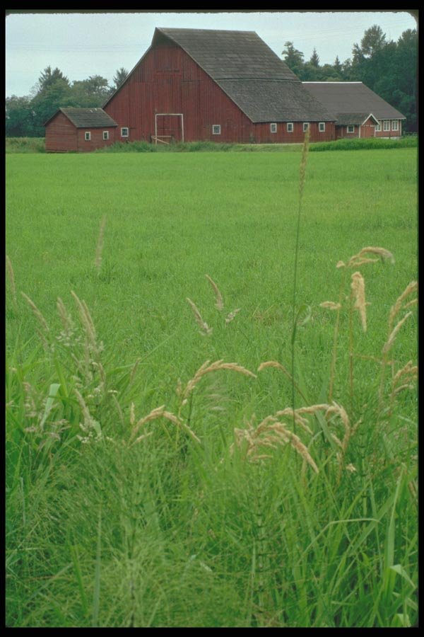 028095 Hay Field And Big Red Barn A4 Photo Print