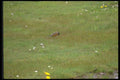 028096 Robin Pulling Worm In Field A4 Photo Print