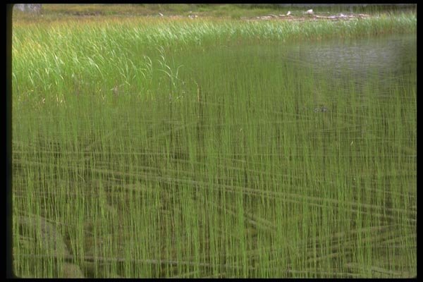 028098 Tall Grassy Field A4 Photo Print