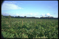 028099 Grape Vineyards And Castle A4 Photo Print