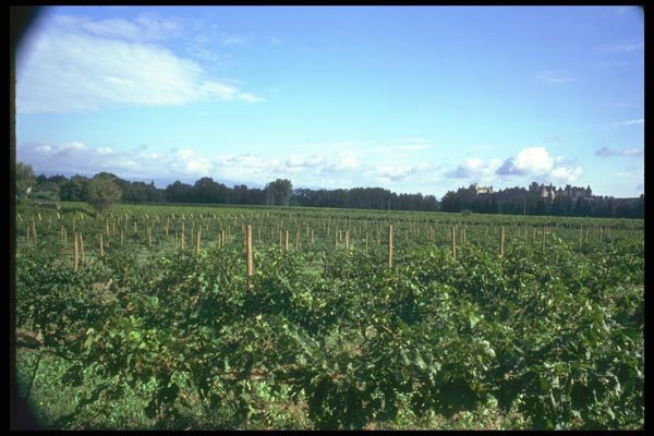 028099 Grape Vineyards And Castle A4 Photo Print