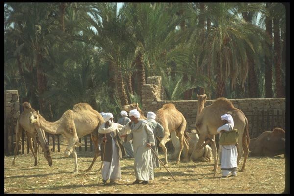 030040 Nubians With Camels A4 Photo Print