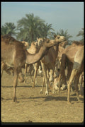 030043 The Camel Market, Darow A4 Photo Print