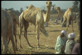 030044 Hobbeled Camels, Darow A4 Photo Print