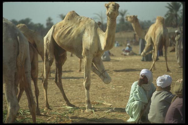 030044 Hobbeled Camels, Darow A4 Photo Print