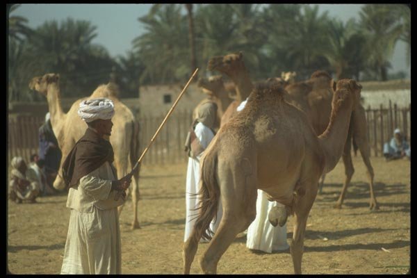 030045 Nubians With Camels, Upper Egypt A4 Photo Print