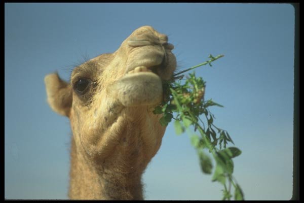 030047 Camel, Upper Egypt A4 Photo Print