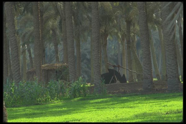 030092 Oasis El Badrasheen A4 Photo Print