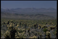 032001 Cholla Cactus And Mountains A4 Photo Print