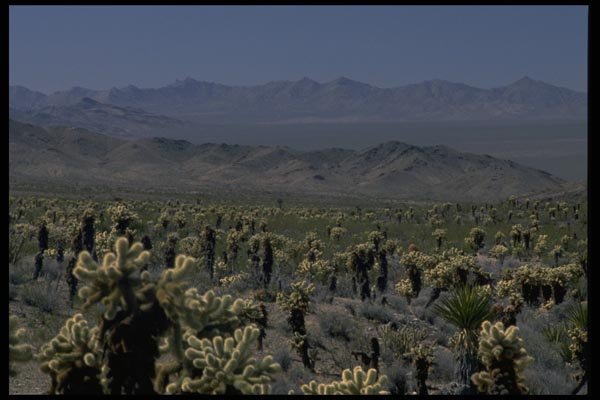 032001 Cholla Cactus And Mountains A4 Photo Print