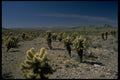 032005 Field Of Cholla Cactus A4 Photo Print
