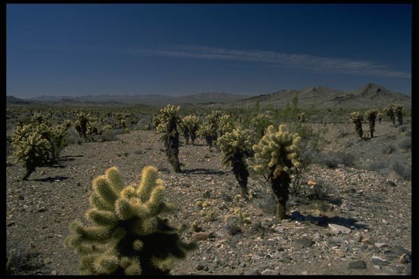 032005 Field Of Cholla Cactus A4 Photo Print