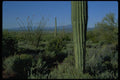 032008 Young Saguaro Cacti, Flowering Ocotillo A4 Photo Print