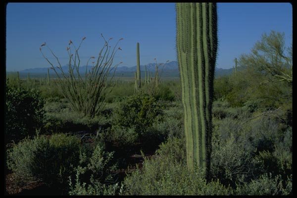 032008 Young Saguaro Cacti, Flowering Ocotillo A4 Photo Print