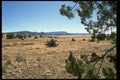 032010 Dry Grass, Green Shrubs A4 Photo Print
