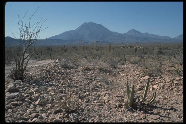032015 Cacti, Ranch House, Cone Mountains A4 Photo Print