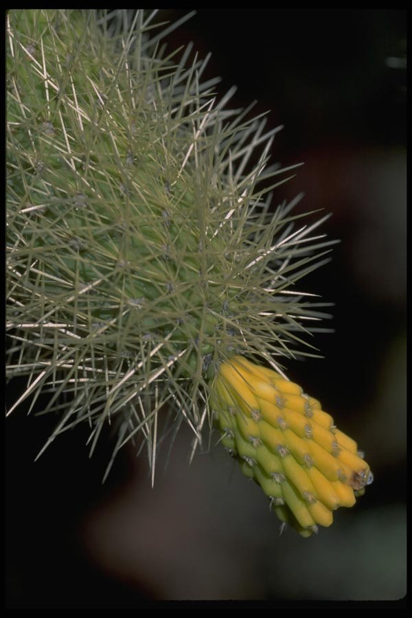 032017 Yellow Fruit Of Cholla Cactus A4 Photo Print