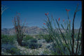 032021 Red Flowering Ocotillo A4 Photo Print