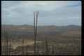 032026 Field Of Slender Desert Plants A4 Photo Print