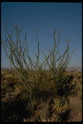 032030 Long Branched Ocotillo A4 Photo Print