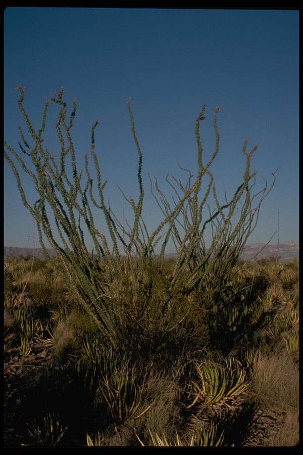 032030 Long Branched Ocotillo A4 Photo Print