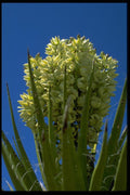 032033 Yellow Flowering Succulent A4 Photo Print