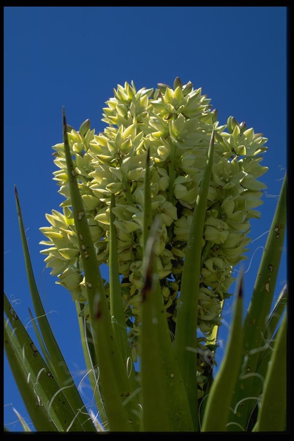 032033 Yellow Flowering Succulent A4 Photo Print