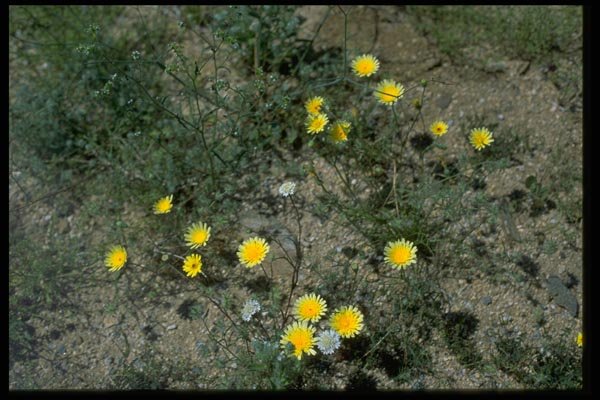 032035 Desert Wildflowers A4 Photo Print