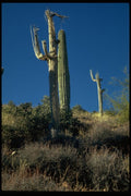 032038 Saguaro Cacti A4 Photo Print