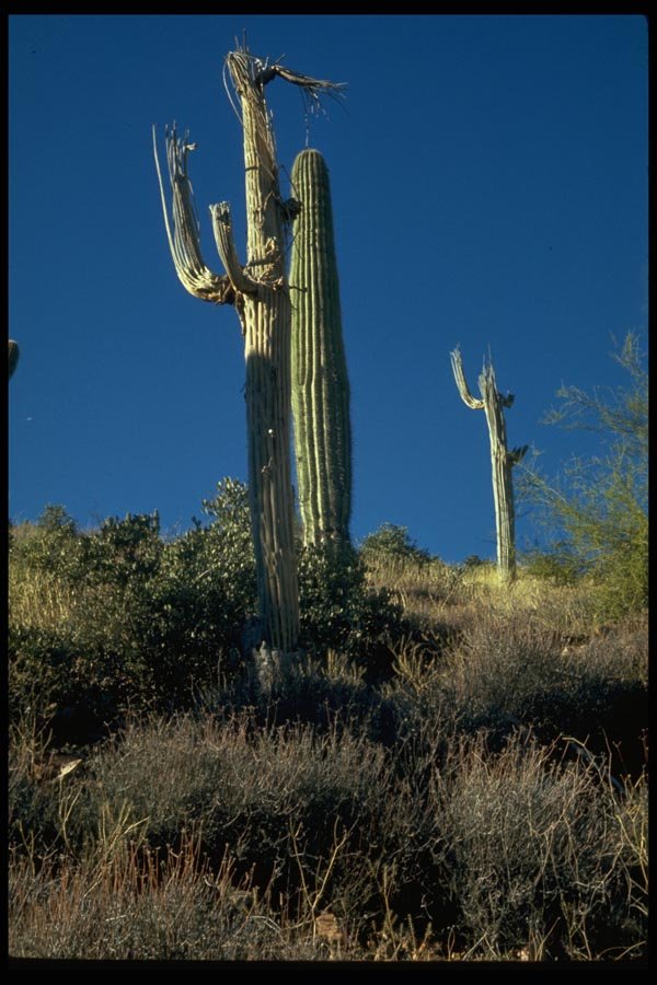 032038 Saguaro Cacti A4 Photo Print