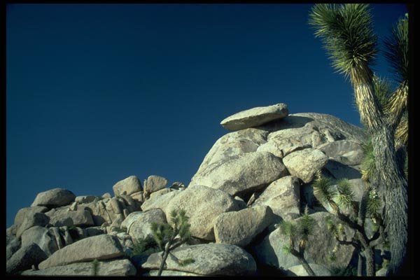 032040 Joshua Trees And Mounds Of Rocks A4 Photo Print