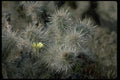 032047 Small Flower On Cactus A4 Photo Print